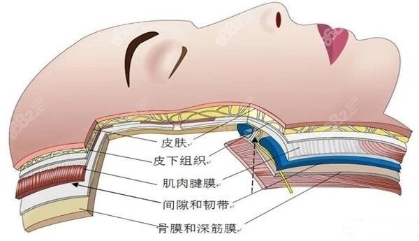 smas筋膜层解剖图图片