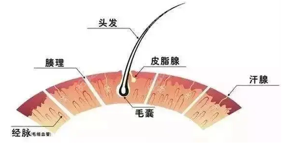 柳屋生髮液真的可以生髮嗎我是脂溢性脫髮不知是否適合用